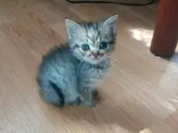 Очаровательные котята, фотография 3