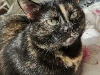 Отдам котят, фотография 11