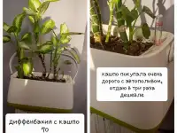 Комнатные растения лот СРОЧНО, фотография 4