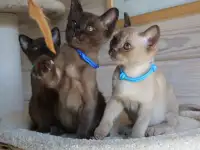 Котята Европейской бурмы, фотография 8