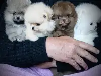 Померанский шпиц, щенки. Мини мишки., фотография 7
