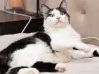 Кот СЕНЯ ищет дом, фотография 7