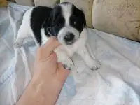 Щенки от маленьких родителей, фотография 2