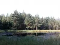 Уютный дом в сосновом лесу для приватного отдыха, фотография 10