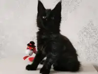 Продаются Котятa Мейн Куны  Серцифицированный питомник, фотография 3