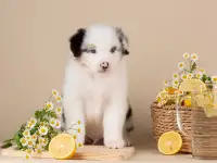 Щенок австралийской овчарки, фотография 2