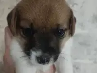 Щенки Джек Рассел терьер