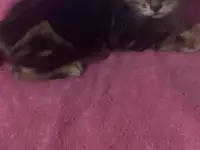 Бенгальские котята, фотография 9