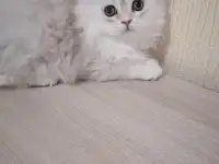 Британская кошечка, фотография 5