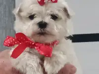 Мальтийской болонки щенки, фотография 2