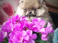 Померанский шпиц щенки. Мини мишки, фотография 4