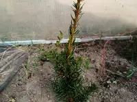 Тис ягодный 10-12 см ростки саженцы рассада, фотография 4