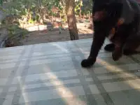 Котенок в дар, фотография 8