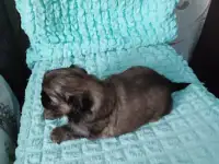 Щенки щит цу, фотография 2