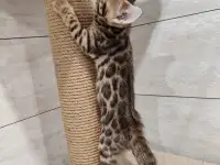 Бенгальские котята девочка, фотография 4