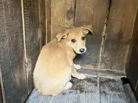 Щенок малышка