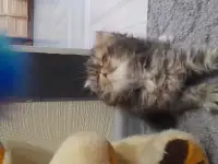 Персидские котята, фотография 3