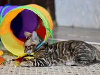 Элитные Бенгальские котята, фотография 3
