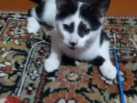 Раздам котят бесплатно, фотография 6