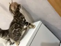 Бенгальские котята, фотография 6