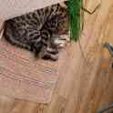 Бенгальский кот, фотография 5