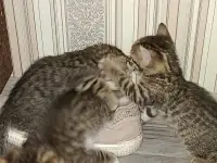 котята, фотография 2