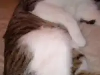 Отдадим отличного молодого кота., фотография 2