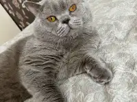 Шотландские котята, фотография 8