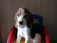 Бигль, фотография 2