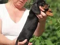 Щенок таксы стандартной гладкошерстной, классический, фотография 2