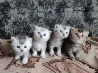 Продажа шотландских котят