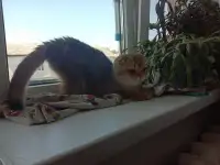 Вязка шотландского кота, фотография 3