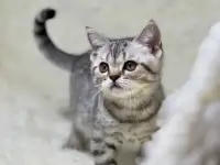 Котенок шотландский прямоухий, кот, окрас SFS 71 ns24, серебро