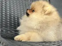 Шикарные малыши