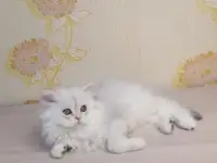 Британская кошечка, фотография 4