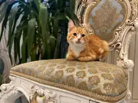 В дар ласковый прекрасный котёнок-мальчик Златик