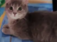 Котята в дар, в добрые руки, фотография 3