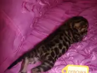 Шикарная бенгальская кошечка, фотография 4