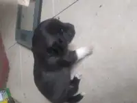Щенки, фотография 3