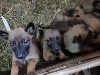 Чистокровные щенки БЕЛЬГИЙСКОЙ ОВЧАРКИ МАЛИНУА