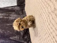 Мальтипу щенки