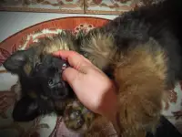 Щенки Немецкой овчарки, фотография 12