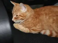 Домашний котенок 4 мес. Любит спать на ручках, добрый, очень нежный, фотография 2