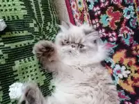 ПРОДАЕТСЯ