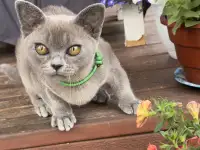 Котенок Европейской Бурмы голубого окраса, фотография 8