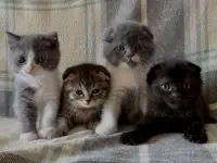 З