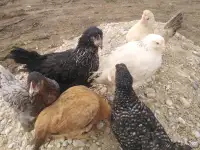 Куры несушки доставка по району, фотография 2