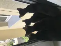 Животные