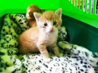 Котята. Даром. Срочно!!!, фотография 6