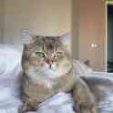 Британские котята золотая шиншилла, фотография 5